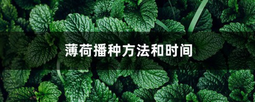 薄荷播种方法和时间，薄荷可以一年四季种吗