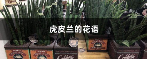 虎皮兰的花语和寓意，送人有什么禁忌