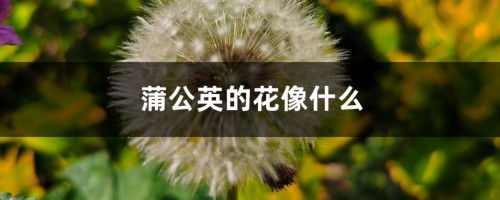 蒲公英的花像什么，是什么颜色