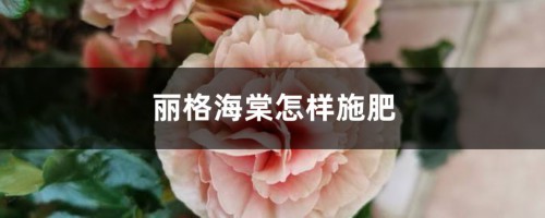 丽格海棠怎样施肥