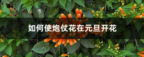 如何使炮仗花在元旦开花