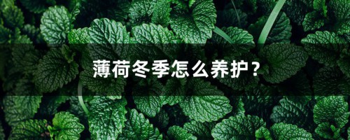 薄荷冬季怎么养护？