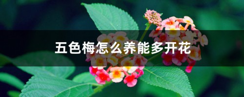 五色梅怎么养能多开花