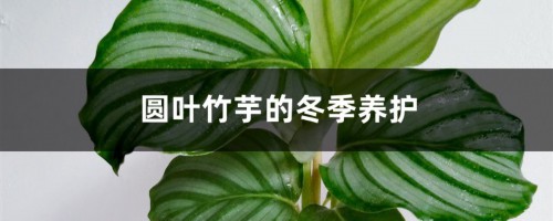 圆叶竹芋的冬季养护